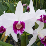 Laelia purpurata